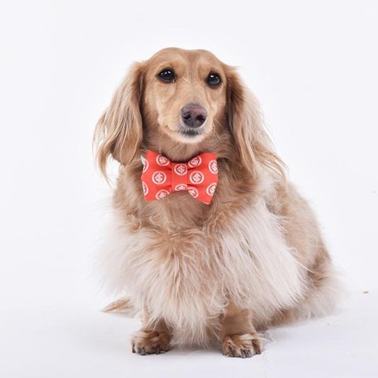 Laço Internacional Escudo