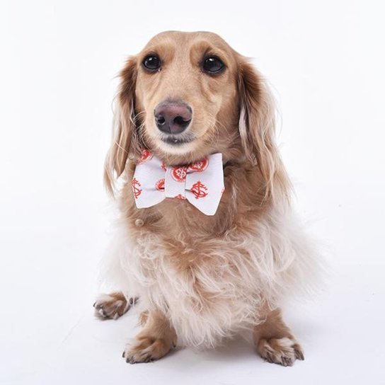 Laço Internacional Evolução